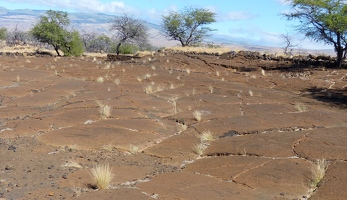Petroglyph field